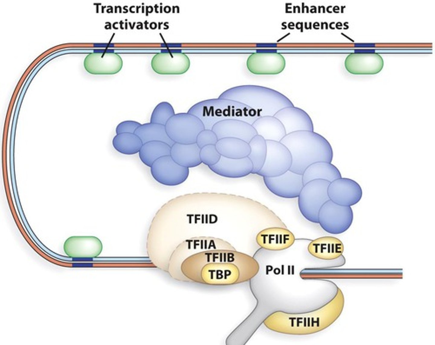 <p>binds to RNA polymerase II and plays a role in its ability to bind to TFIIB and the core promoter</p><p>----------------------</p><p>plays a role in the ability of TFIIE and TFIIH to bind to RNA polymerase II</p>