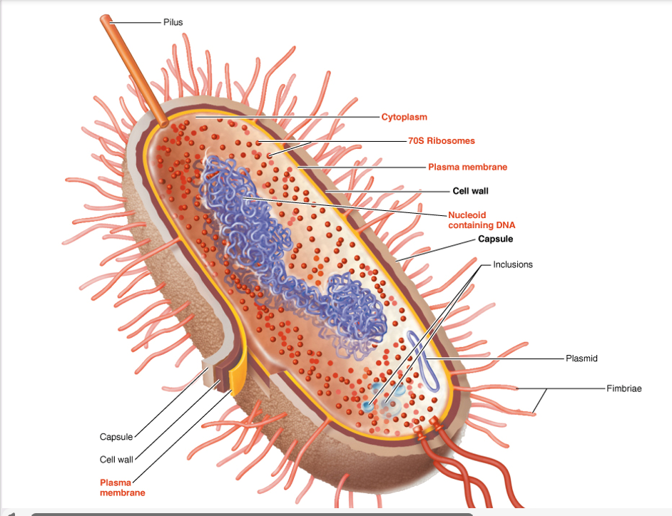 <ul><li><p><strong>Glycocalyx</strong> – slime layer or capsule; helps in protection and adhesion</p></li><li><p><strong>Flagella</strong> – for motility</p></li><li><p><strong>Axial filaments (endoflagella)</strong> – found in and allow spirochetes to move in a corkscrew motion. anchored at one end of a cell.</p></li><li><p><strong>Pili</strong>—for conjugation (DNA transfer). involved in motility (type 4 pili-twitching motility).</p></li><li><p><strong>Fimbriae</strong>—short, hair-like projections for attachment to host cells or each other, most common in gram-negative bacteria</p></li></ul><p></p>
