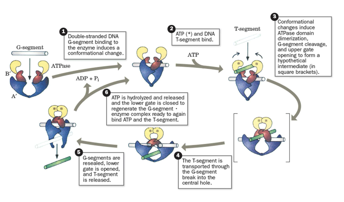 knowt flashcard image