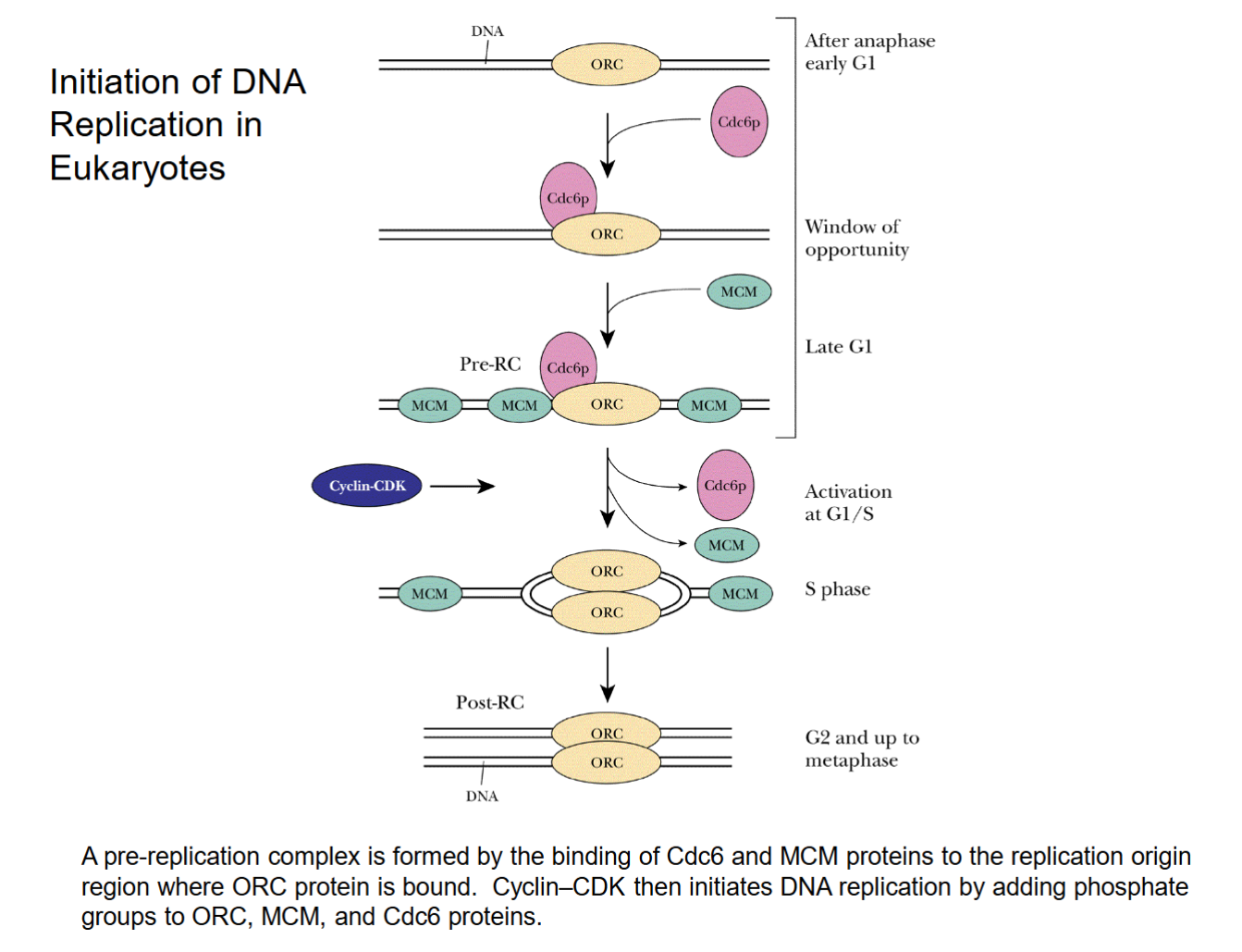 <ul><li><p>Cdc6 brings in MCM to ORC site.</p></li><li><p>Cyclin CDK removes Cdc6 and some MCM, causes strands to separate as MCM is activated. Turns into “S phase”, MCM splits apart strands.</p></li><li><p>No termination site/proteins. Replication forks merge across strand until fully separated.</p></li></ul><p></p>