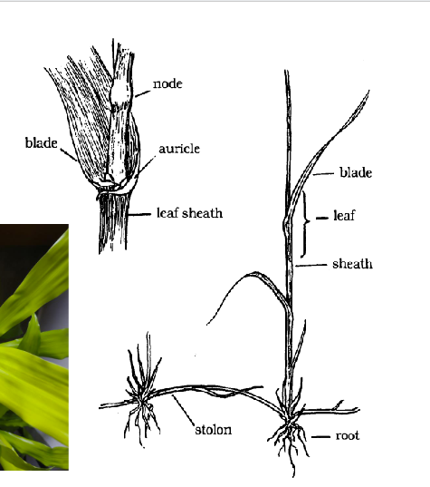 <p>Monocot leaf parts</p>