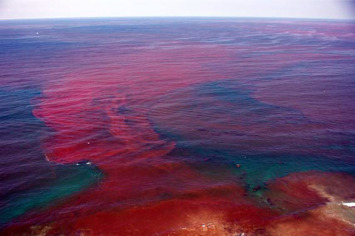 <p>a bloom of dinoflagellates that causes reddish discoloration of coastal ocean waters. Certain dinoflagellates of the genus <span style="color: rgb(246, 162, 162);"><strong>Gonyamlax</strong></span> produce toxins that kill fish and contaminate shellfish.</p>