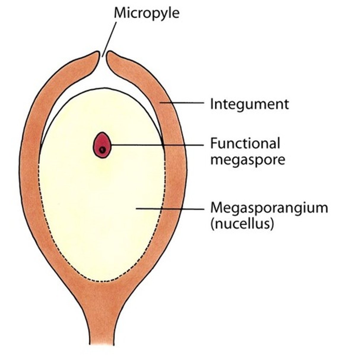 <p>A seed is a structure formed by the maturation of an ovule following fertilization</p>