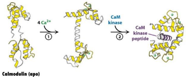 <p>Calmodulin:</p><ul><li><p>Is an important ___ ___ ___ / ___ ___ ___</p></li><li><p>Has ___ (#) high ___ ___ ___</p></li><li><p>No ___ activity</p></li><li><p>Activates other cellular molecules</p></li></ul><p></p>