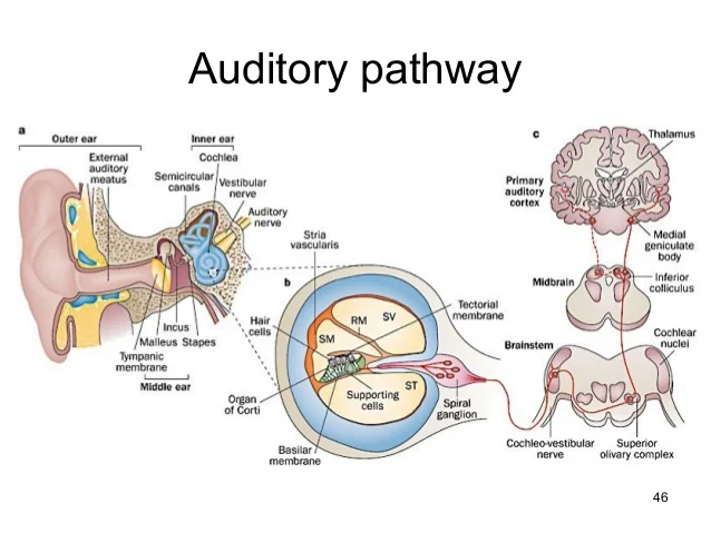 <ol><li><p><strong><span style="font-family: Arial, sans-serif">Pinna gathers air pressure waves → Eardrum vibrates when waves of air hit it → Hammer, anvil &amp; Stirrup transfer movements of eardrum to inner ear → Semicircular canals articulate a sense of balance → Cochlea hair cells and basilar membrane are the receptors → goes to the auditory nerve that sends signal to the brain → Primary auditory cortex processes the sound</span></strong></p></li></ol>