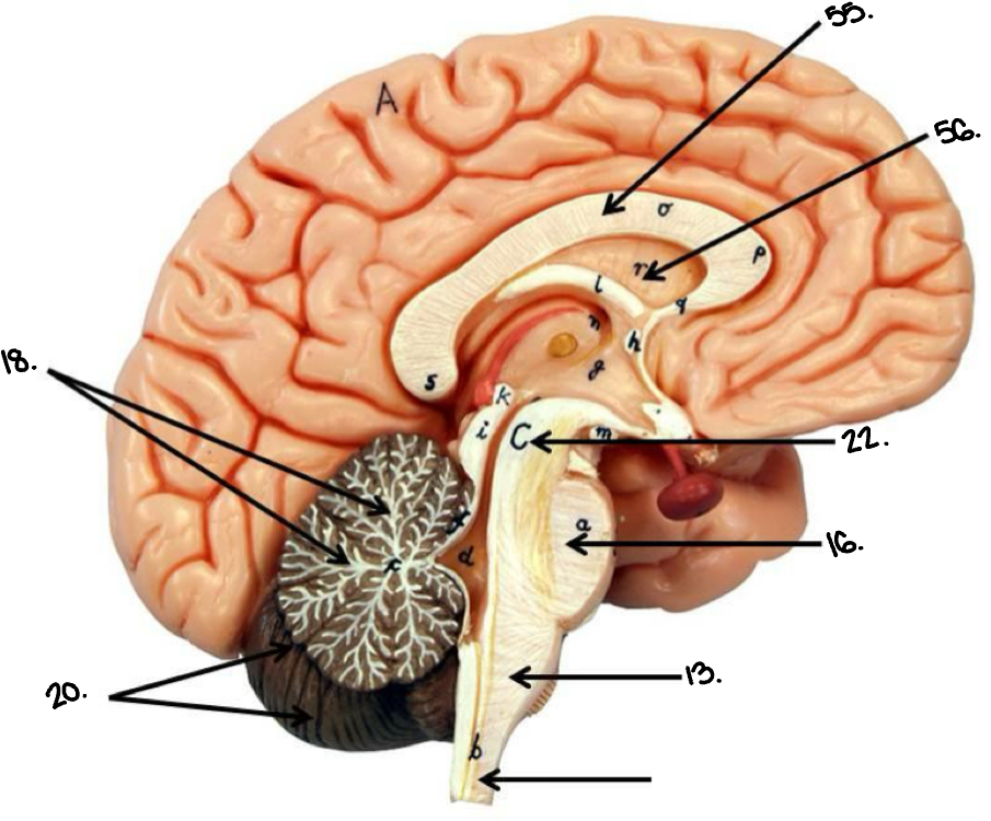 <p>13.</p>