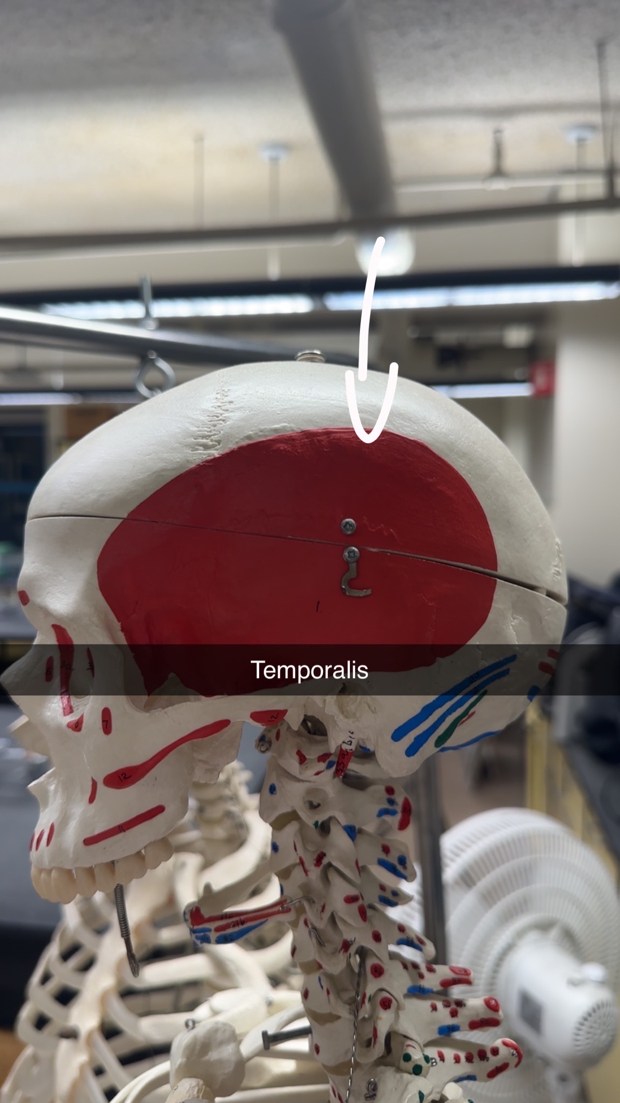 knowt flashcard image