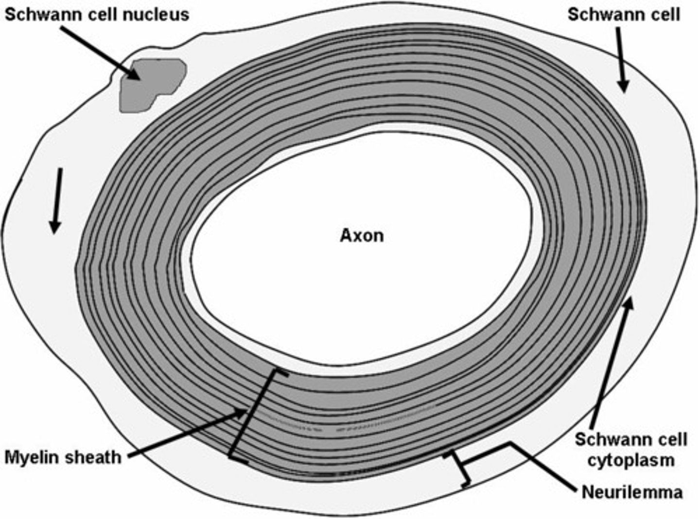 knowt flashcard image