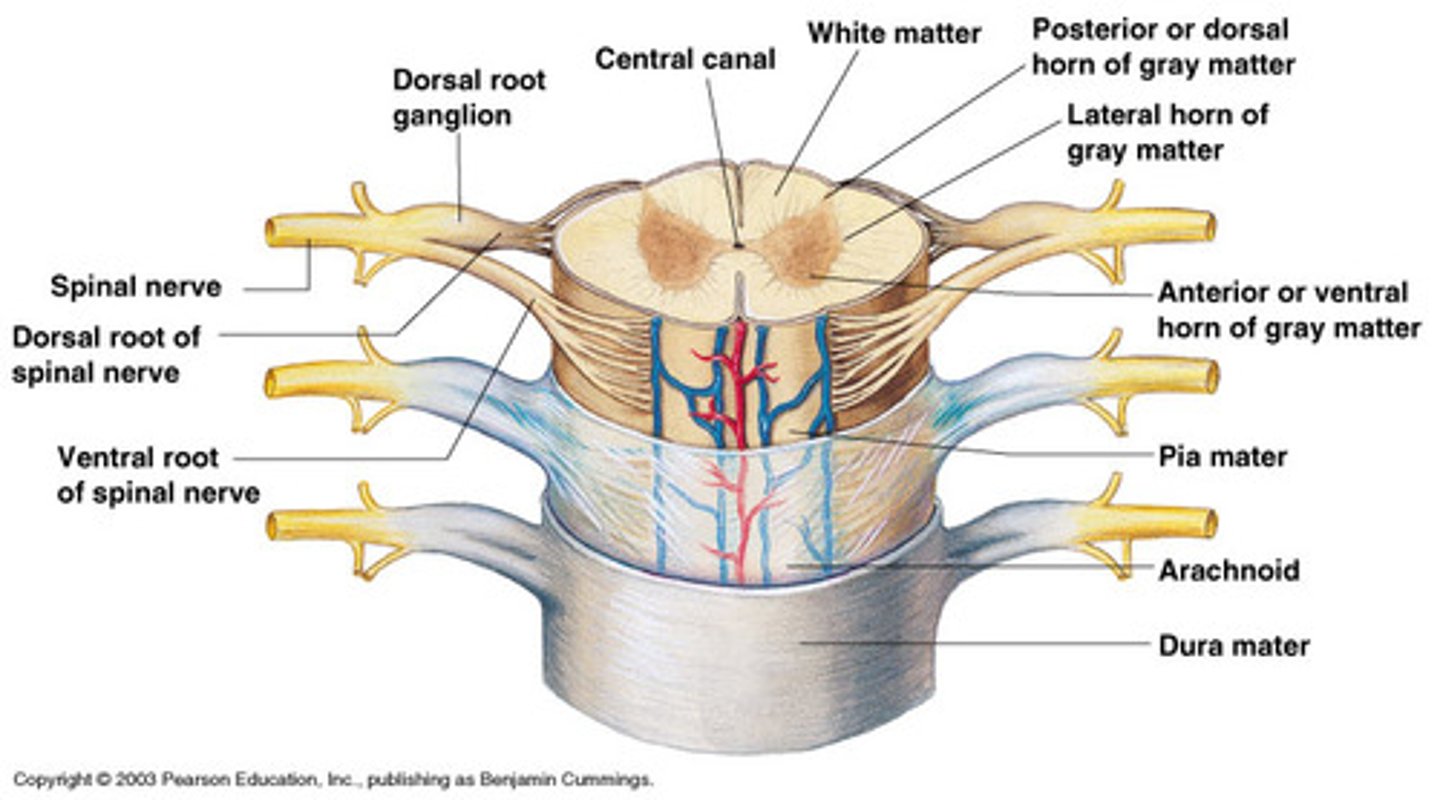 <p>dura mater, arachnoid mater, pia mater (PAD to protect the spinal cord from deep to superficial)</p>