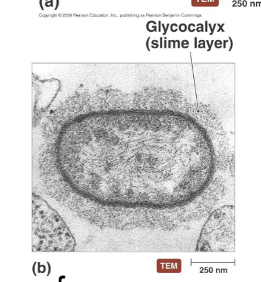 <ul><li><p>Less organization compared to capsule, loosely attached</p></li><li><p>Water soluble </p></li><li><p>Sticky layer that allows for surface attachment </p></li></ul><p></p>