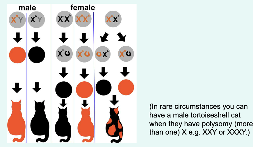 <p>remember, Barr body (Lyonisation) occurs <strong>randomly (</strong>switching off female cells during embryonic development)</p>