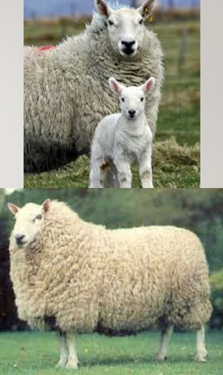 <ul><li><p><u>distinctive white-faced sheep, with wool-free head and legs, pricked ears, black muzzle and black feet.</u></p></li><li><p>﻿﻿Cheviots need less husbandry. <u>Their ease of lambing and strong mothering instinct means fewer lambing problems</u>. Hard black feet make them less prone to foot rot. Their tendency for worm resistance means less drenching, less crutching and less fly strike. With wool-free faces, Cheviots never suffer from wool blindness.</p></li><li><p>Breed: <u>medium wool</u></p></li></ul>