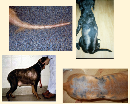 <p>Clinical signs of HypoT4</p>