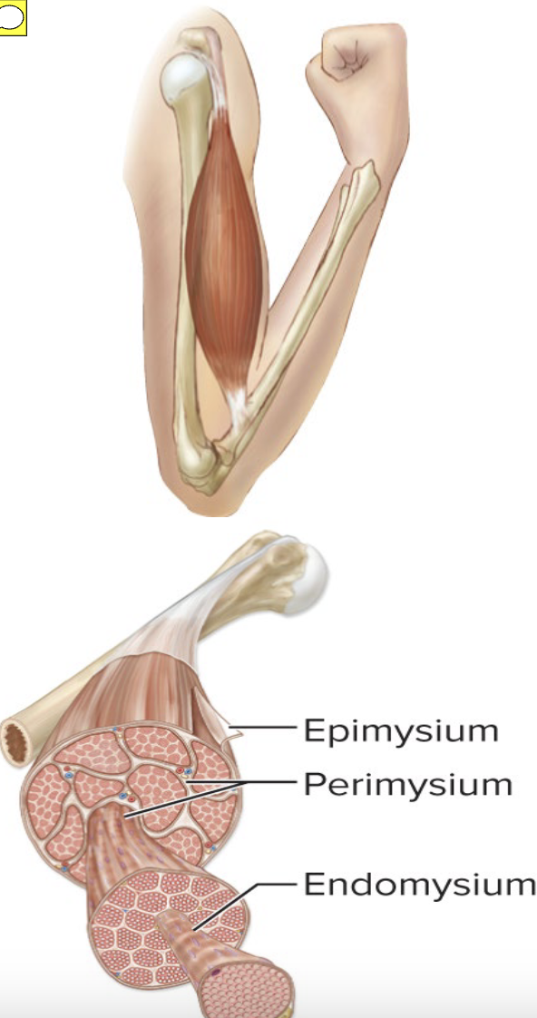 <p>Skeletal Muscle</p>