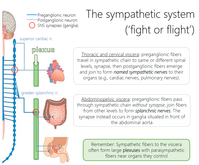 <p>preganglionic fibers travel in sympathetic chain to same or different spinal levels, synapse, then postganglionic fibers emerge and join to form named sympathetic nerves to their organs (e.g., cardiac nerves, pulmonary nerves).</p>