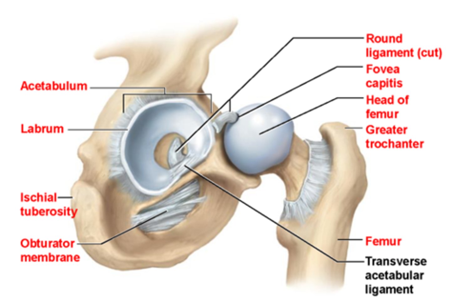<p>- hip joint, ball &amp; socket joint</p><p>- femur = ball</p><p>- Acetabulum = socket</p><p>- lots of bony stability</p><p>- reinforced by strong capsule/ ligamentous structure---> iliofemoral, pubofemoral, ischiofemoral, ligamentum teres</p>