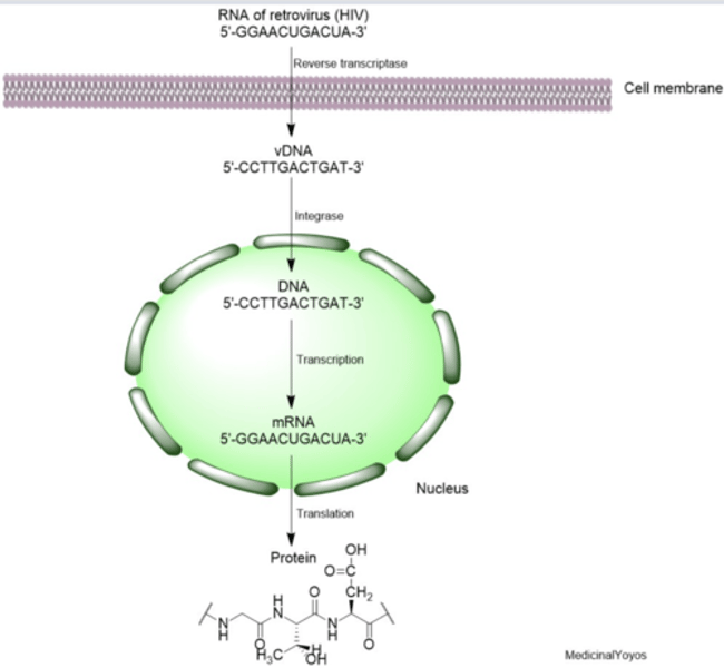 <p>5-GGCAACUGACUA-3 </p><p></p><p>this has been <strong>translated</strong>. </p><p></p><p>viral DNA integrated into host cell genome by integrating would originate from a retrovirus. mRNA is then transcribed from retrovirus and can either used to synthesize proteins or used as the RNA genome for progeny virus</p>