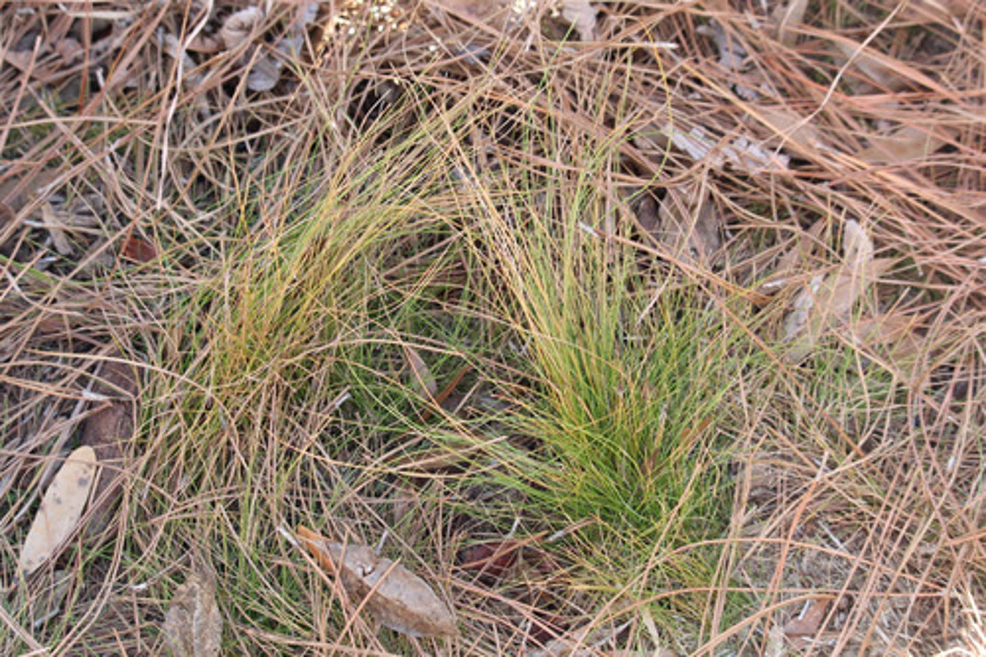 <p>what is the name of the plant pictured here?</p>