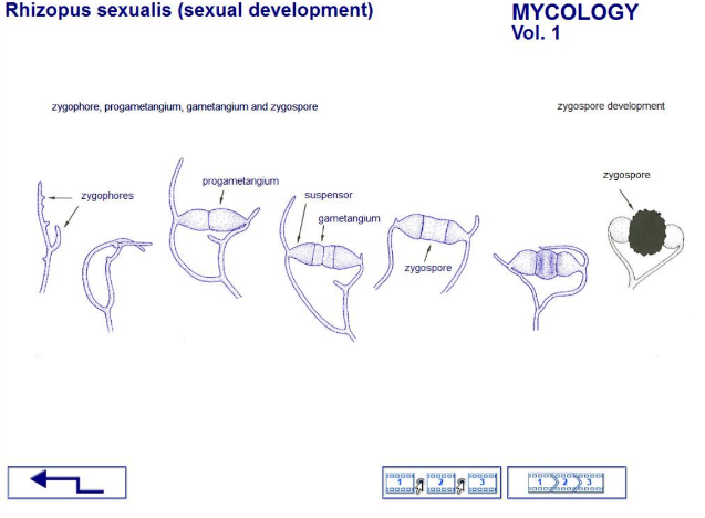 <p>Having male and female reproductive organs on different thalli. (of some fungi) having sexual reproduction that occurs only between two self-sterile mycelia.</p><ul><li><p>Heterothallic fungi are self-sterile: they require another compatible individual for sexual reproduction.</p></li></ul>