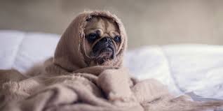 <p>poor thing</p>