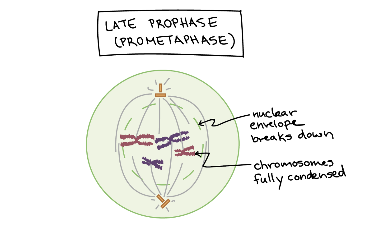 <p>The nuclear envelope breaks down allowing the chromosomes to move freely, they continue to condense and the mitotic spindle begins to capture and organize them. </p>