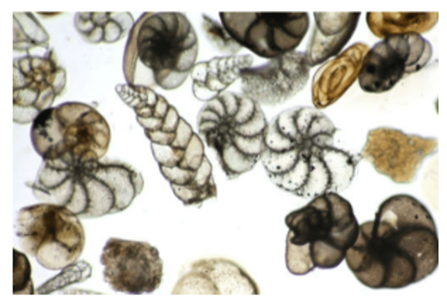 <p>What is the GENUS of this organism?</p>