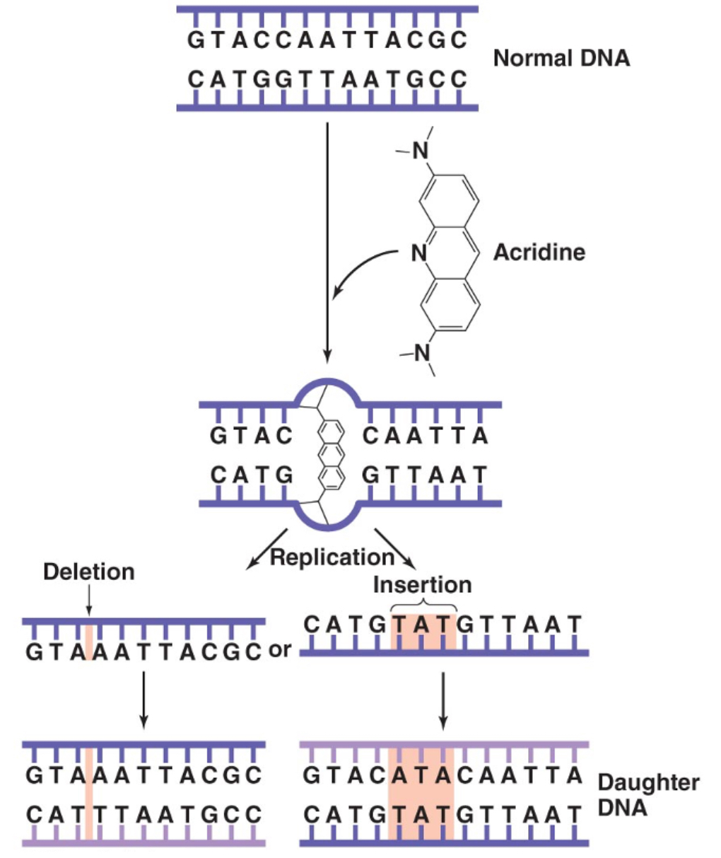 <p>chemical in nature, these mutagens can embed themselves into DNA groves and case DNA distortion </p><ol><li><p>DNA replication stops </p></li><li><p>DNApolymerase makes a mistake and adds additional bases to the daughter cells (insertions)</p></li><li><p>DNApolymerase skips a base that the mutagen is in between (deletion)</p></li></ol><p></p>