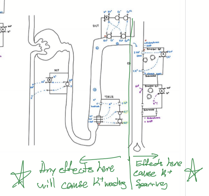 <p>Aldosterone stimualtes K wasting. Diuretics targeting in CD causes K sparing. Diuretics targeting any other segment increases K wasting. </p>