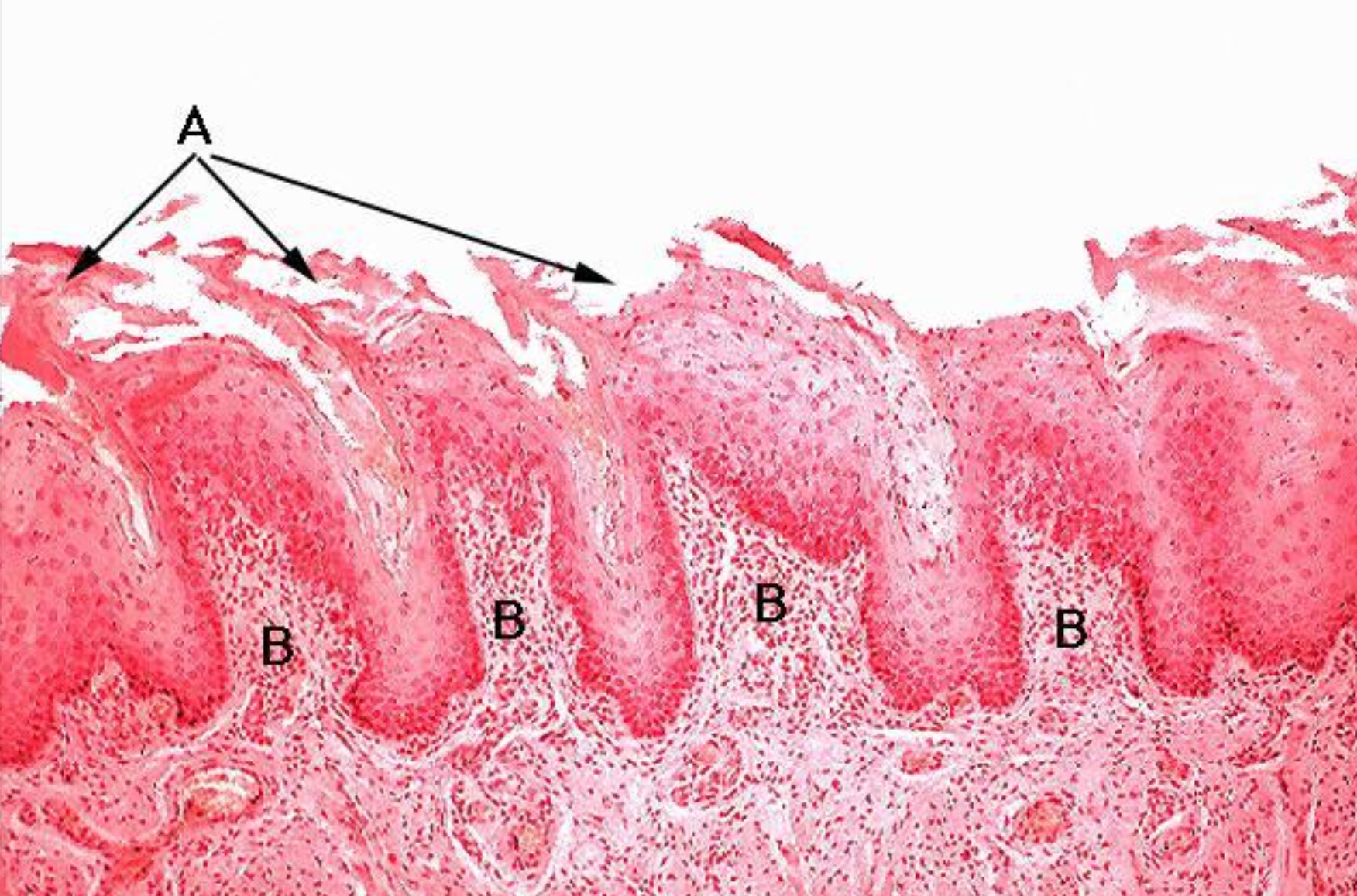 <p>ID the structure. BE SPECIFIC</p>