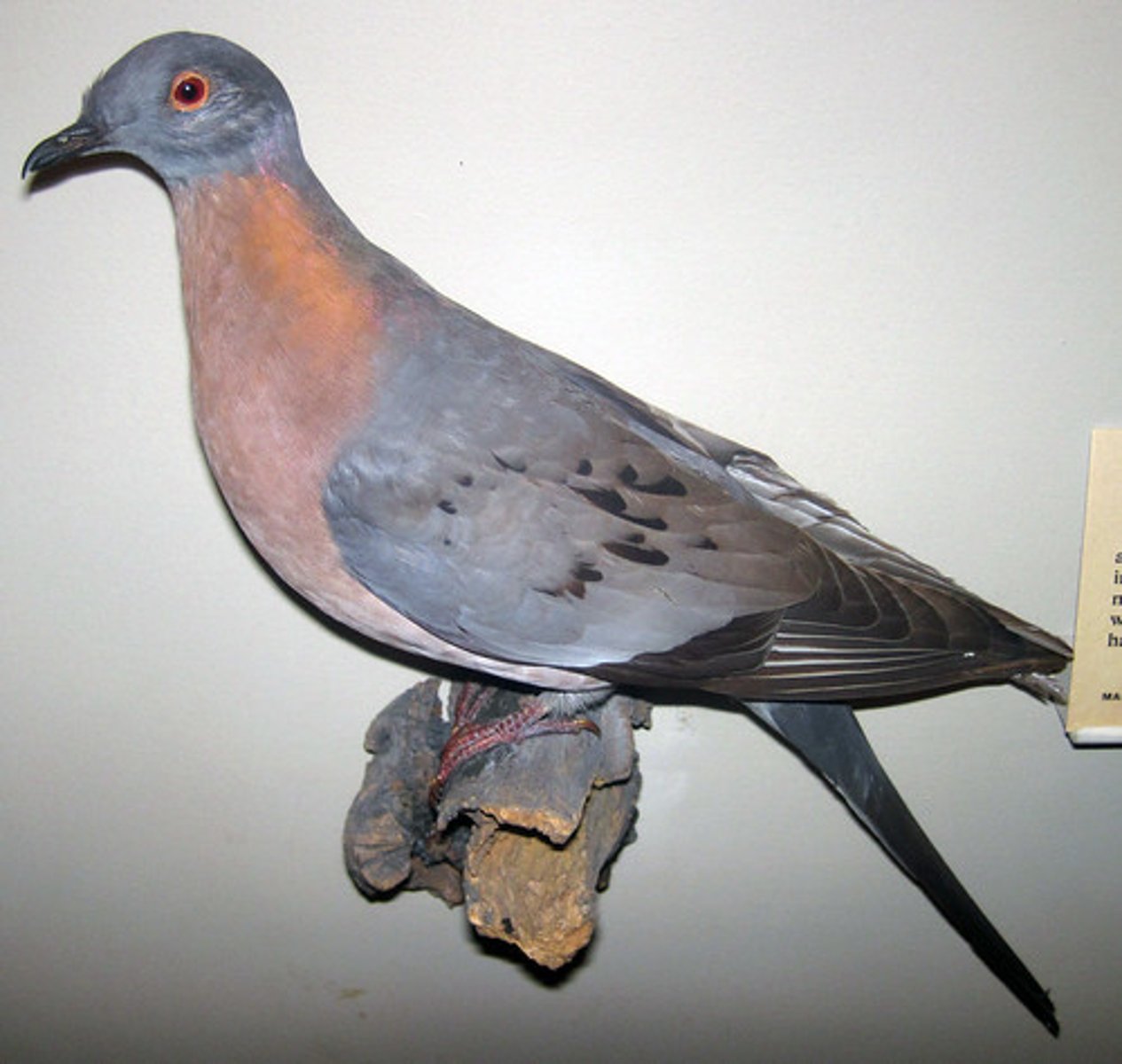 <p>bồ câu đưa thư</p>