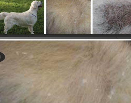 <p><span>Breed Specific ichthyosis</span></p>