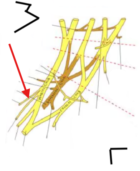 <p>What is this structure?</p>