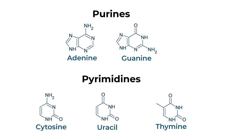 <p>Pyrimidines have one ring in their structure</p><p>Thymine, cytosine, and uracil are pyrimidines</p>