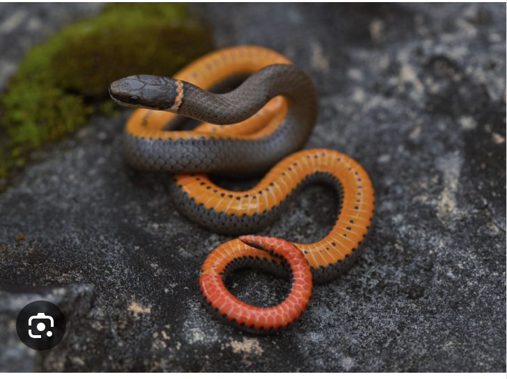 <p>prairie ring-necked snake </p><ul><li><p>shiny blue/black or grey, belly yellow/orange fades to red at tail</p></li><li><p>yellow/orange ring around neck</p></li><li><p>ventral has row of small spots</p></li><li><p>scales <u>smooth,</u> anal plate <u>divided</u></p></li></ul><p></p>