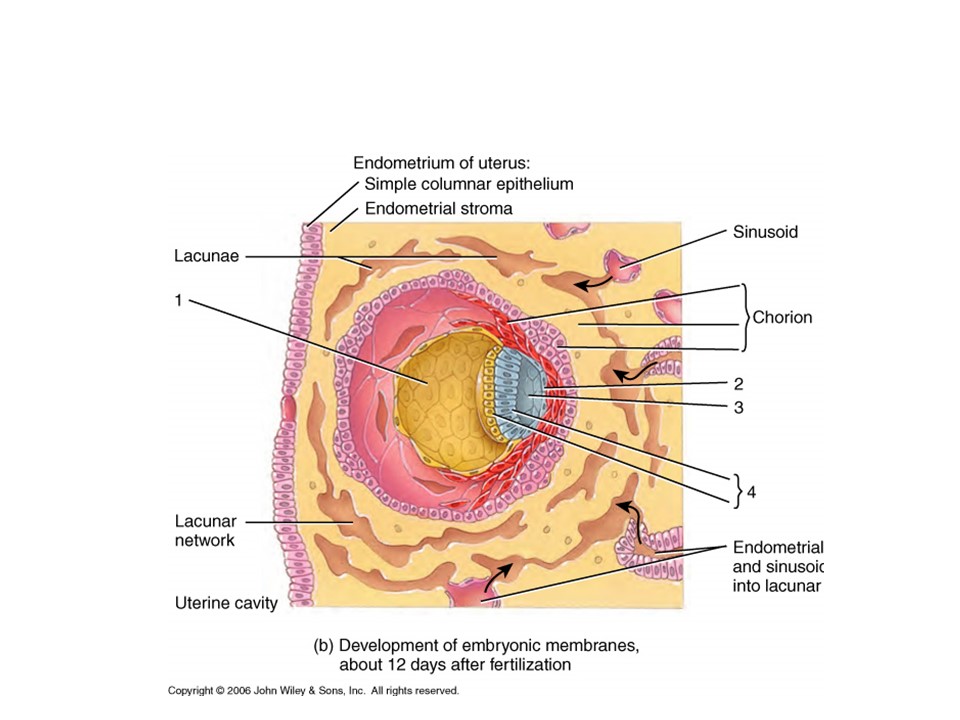 <p>What forms the trilaminar disc?</p>