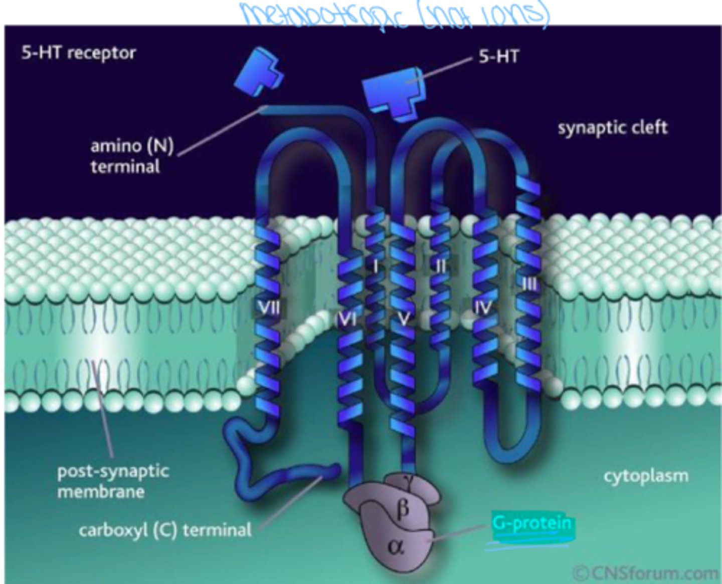 <p>Tryptophan</p>
