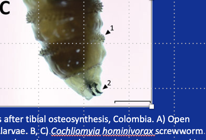 <ul><li><p>Cochliomyia hominivorax (new world screw worm)</p></li><li><p>Chrysomya bezziana (old world screw-worm)</p></li></ul><p></p>