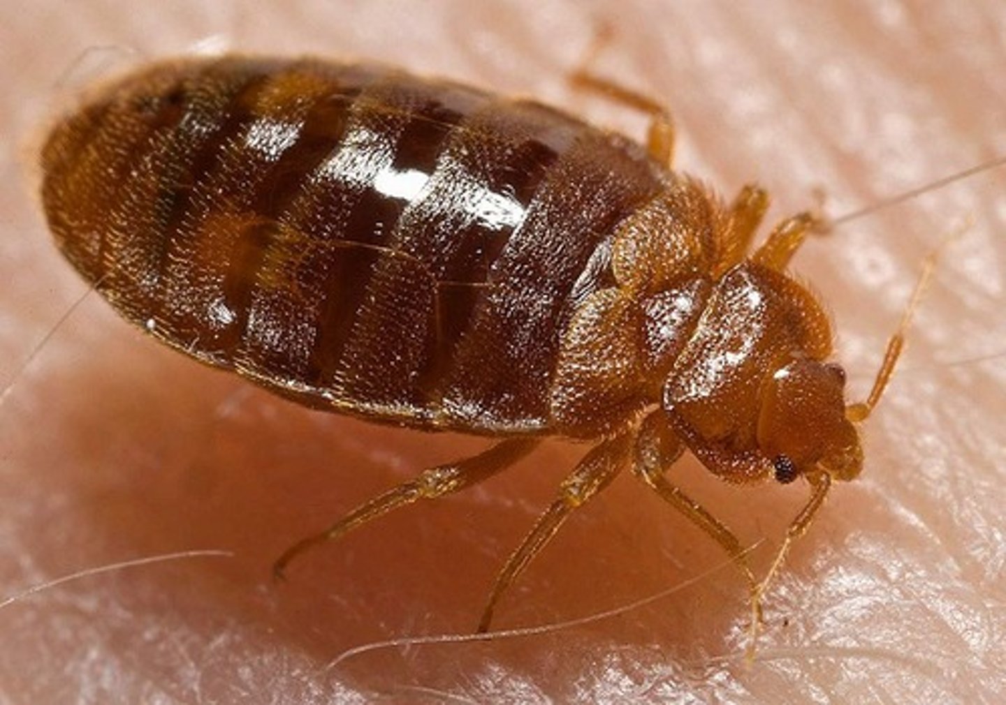 <p>Bed bugs</p>