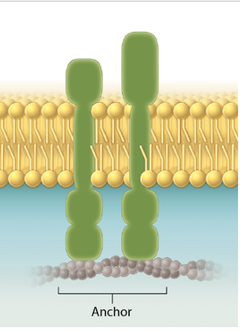 <p>Attaches to other protiens and help maintain cell structure + shape</p>