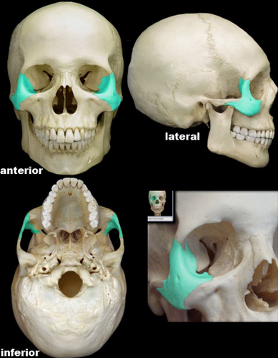 knowt flashcard image
