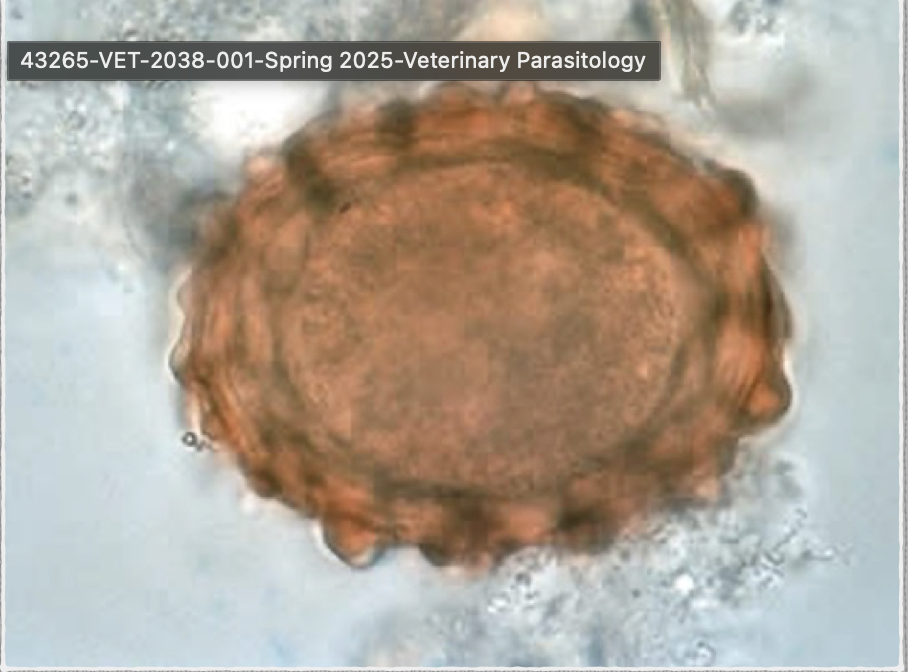 <p><span>This was found in a stool sample of a young scouring pig. What is it?</span></p>