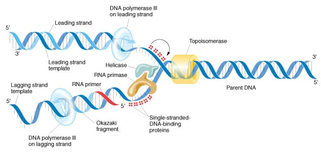 Topoisomerase keeps DNA from supercoiling