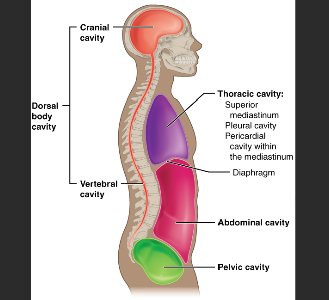 <p><span>Cranial cavity: Brain</span></p><p class="MsoListParagraphCxSpMiddle"><span>Vertebral canal: Spinal cord</span></p><p class="MsoListParagraphCxSpMiddle"><span>Thoracic cavity: Heart &amp; lungs</span></p>