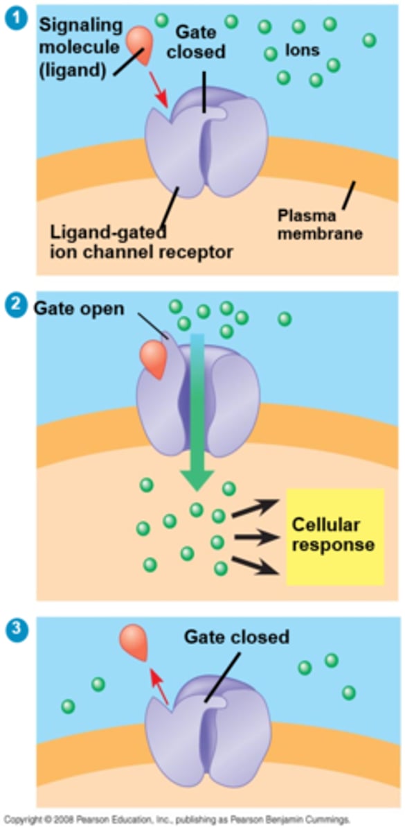 <p>Simple Diffusion: Uses concentration difference to move small non-polar molecules through; Ion/Water (Aquaporin) Channel: Allows polar water through membrane; Gated Ion Channels: Opened/closed by ligands; Uniporter: moves one specific molecule in one direction; Symporter: two difference molecules move in the same direction; Antiporter: two different molecules move in opposite directions; ATP-coupled: ATP used for active transport of molecules</p>