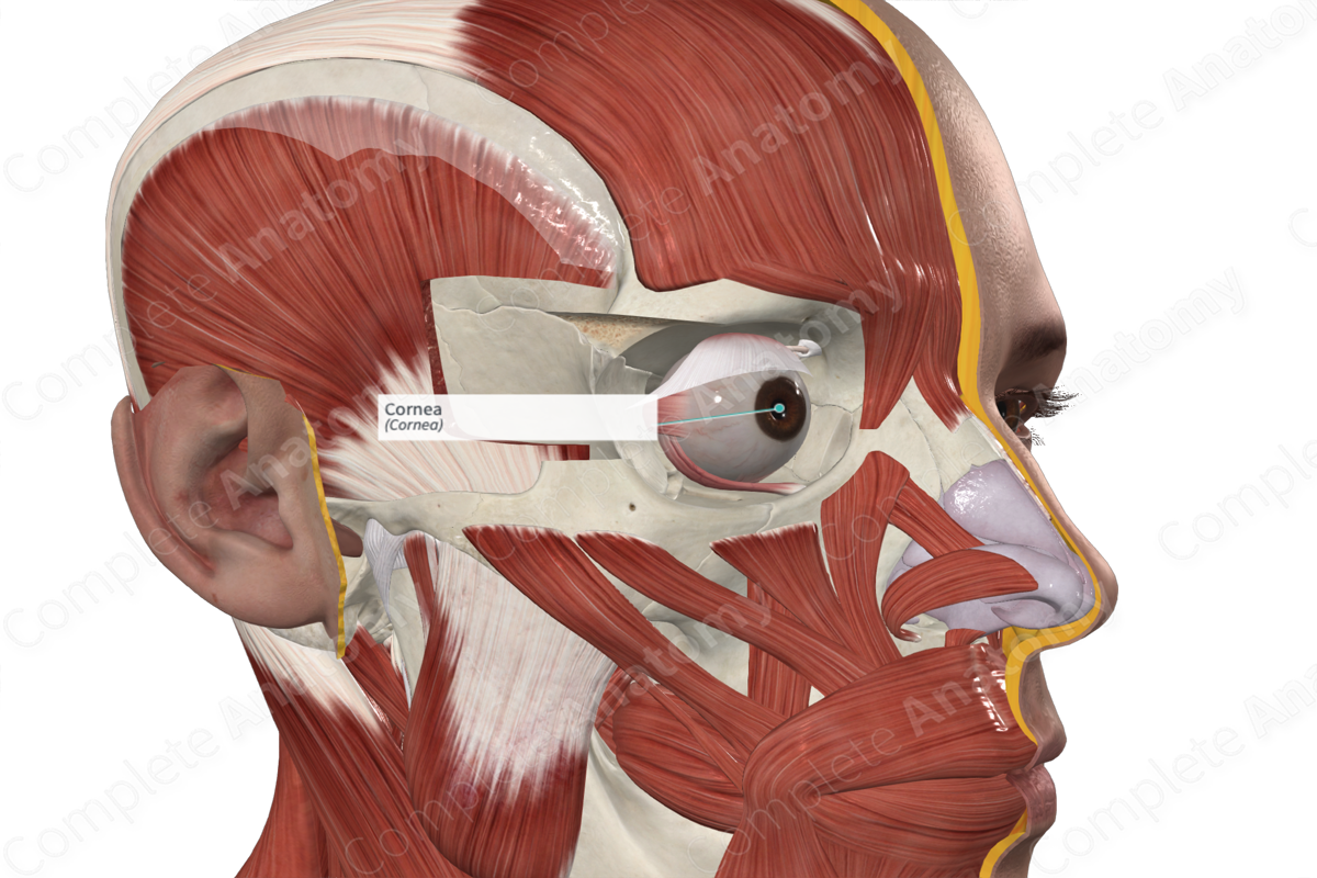<p>Anterior transparent portion of the fibrous tunic, it is responsible for most of the light refraction that occurs in the eye</p>