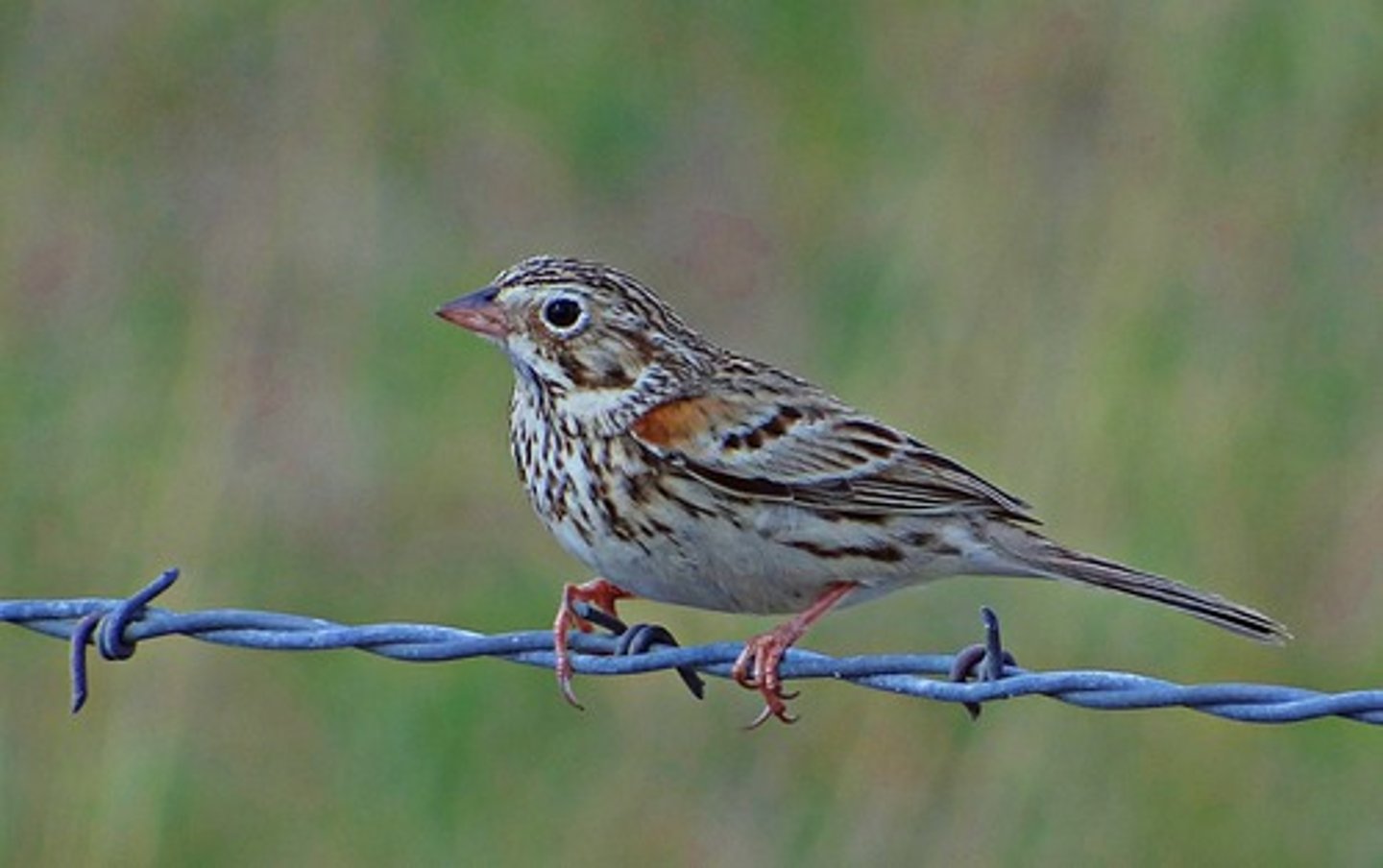 <p>Passerellidae</p>