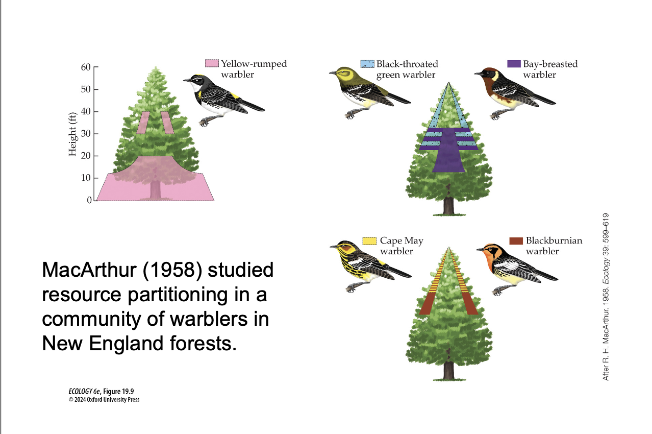<p>How did MacArthur’s warbler study (Figure 19.9) demonstrate resource partitioning?</p>