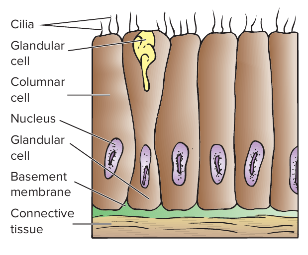<p>a single layer of epithelial cells; rests on a thin extracellular layer of collagenous fibers</p>