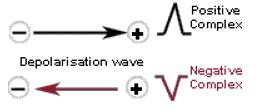 <ol><li><p>positive</p></li><li><p>negative</p></li><li><p>isoelectric </p></li></ol><p></p>