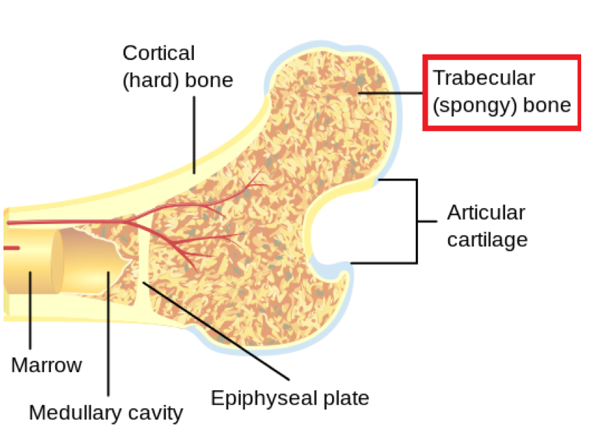 <p>30-90% Porous </p><p>Spongy/Permeable </p><p>Makes up most of bone tissue epiphysis of long bones, and the other majority of other bone types </p><p>More elastic/flexible than cortical bone</p>